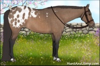 Horse Color:Brown Dun Appaloosa Brindle 