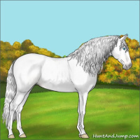 Horse Color:Gray Perlino Tobiano 