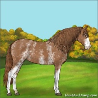 Horse Color:White Spotted Chestnut 