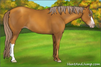 Horse Color:Gray Gold Cream Champagne 