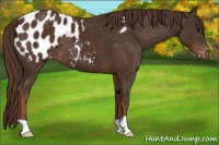 Horse Color:Liver Chestnut Appaloosa 
