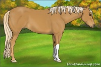 Horse Color:Palomino 