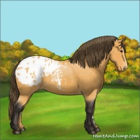 Horse Color:Buckskin Appaloosa