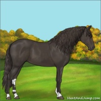 Horse Color:Smoky Black