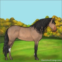 Horse Color:Bay Dun