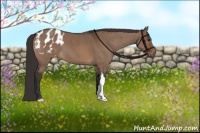 Horse Color:Brown Dun Appaloosa Brindle 