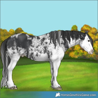 Horse Color:White Spotted Black Ice Splash