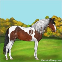 Horse Color:White Spotted Bay Tobiano 