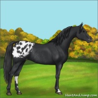 Horse Color:Black Appaloosa Rabicano 