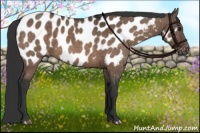 Horse Color:Brown Dun Appaloosa Brindle 