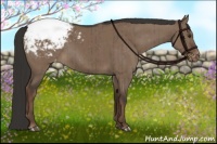 Horse Color:Liver Red Dun Appaloosa Brindle 