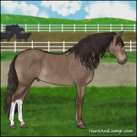 Horse Color:Liver Red Dun Brindle 