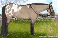 Horse Color:Bay Dun Appaloosa Brindle 