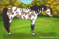 Horse Color:Brown Dun Appaloosa Brindle 