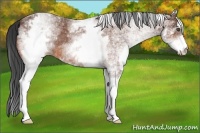 Horse Color:White Spotted Bay Roan