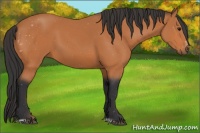 Horse Color:Bay Sabino