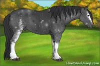 Horse Color:White Spotted Black