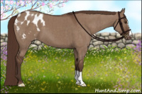 Horse Color:Liver Red Dun Appaloosa Brindle 