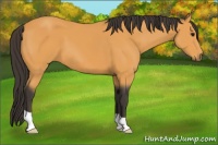 Horse Color:Buckskin 