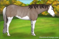 Horse Color:Liver Red Dun Splash Rabicano