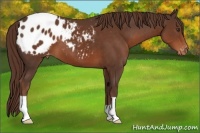 Horse Color:Liver Chestnut Appaloosa 