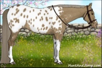 Horse Color:Chocolate Palomino Dun Blanket Brindle
