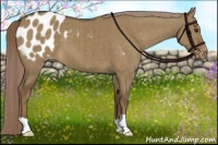Horse Color:Chocolate Palomino Dun Appaloosa Brindle