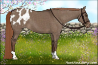 Horse Color:Liver Red Dun Appaloosa Brindle 