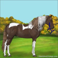 Horse Color:Liver Chestnut Tobiano 