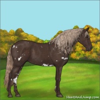 Horse Color:White Spotted Liver Chestnut
