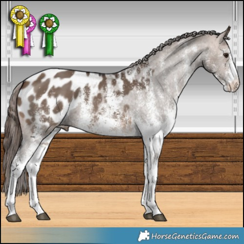 Horse Color:White Spotted Brown Dun Appaloosa 