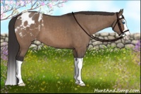 Horse Color:Brown Dun Splash Appaloosa Brindle 