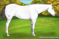 Horse Color:White Spotted Amber Champagne Dun Frame