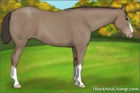 Horse Color:Classic Champagne