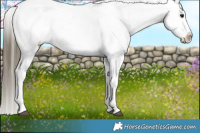 Horse Color:Buckskin Dun Appaloosa Brindle