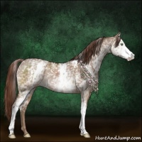 Horse Color:White Spotted Liver Red Dun Appaloosa Rabicano