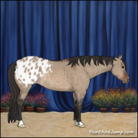 Horse Color:Bay Dun Appaloosa Brindle 