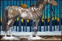 Horse Color:White Spotted Buckskin Rabicano