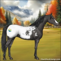 Horse Color:Black Appaloosa 