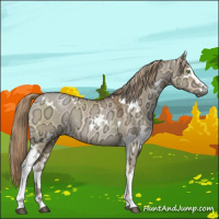 Horse Color:Gray White Spotted Liver Red Dun Ice Pearl