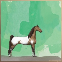 Horse Color:Buckskin Dun Appaloosa Brindle