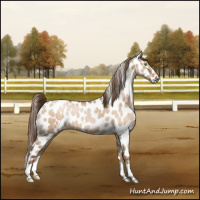 Horse Color:Brown Snowdrop Dun Leopard 