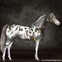 Horse Color:White Spotted Chocolate Palomino Ice Mushroom Near Leopard Rabicano 