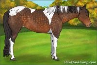 Horse Color:Buckskin Tobiano Appaloosa 