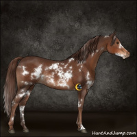 Horse Color:White Spotted Liver Chestnut Rabicano 