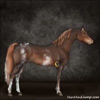 Horse Color:White Spotted Liver Chestnut Varnish 
