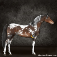 Horse Color:White Spotted Liver Chestnut Tobiano 