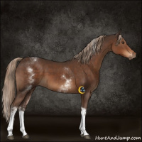Horse Color:White Spotted Liver Chestnut Tobiano