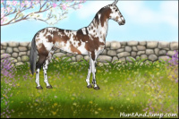 Horse Color:Gray Bay Tobiano  and Gray White Spotted Brown Dun Appaloosa 