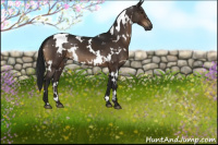 Horse Color:Gray White Spotted Brown 